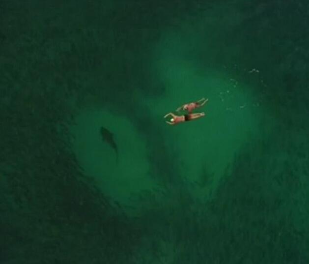 无人机航拍鲨鱼